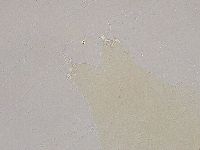 Ramazzottius oberhaeuseri image