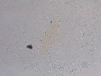 Ramazzottius oberhaeuseri image
