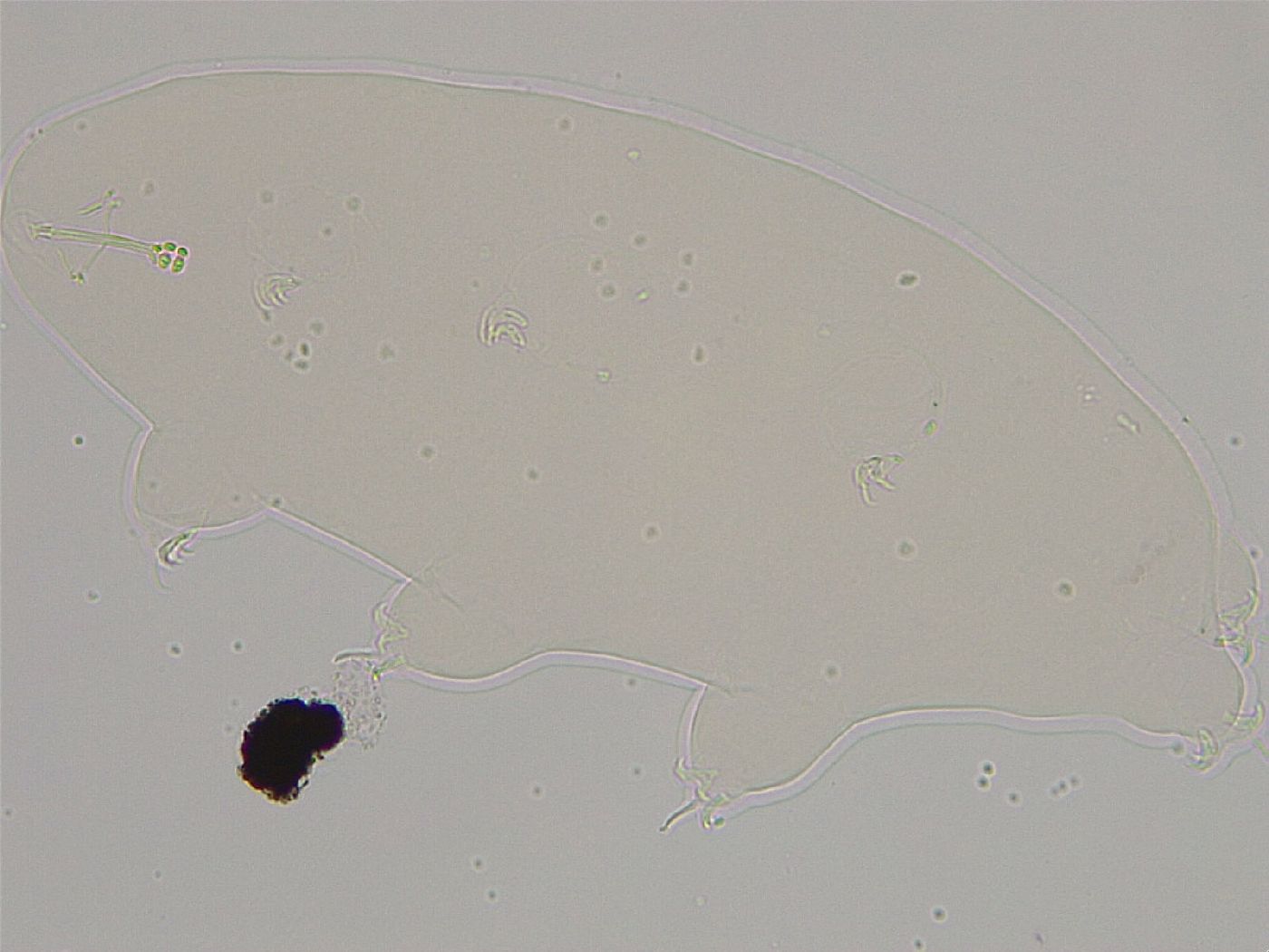 Ramazzottius oberhaeuseri image