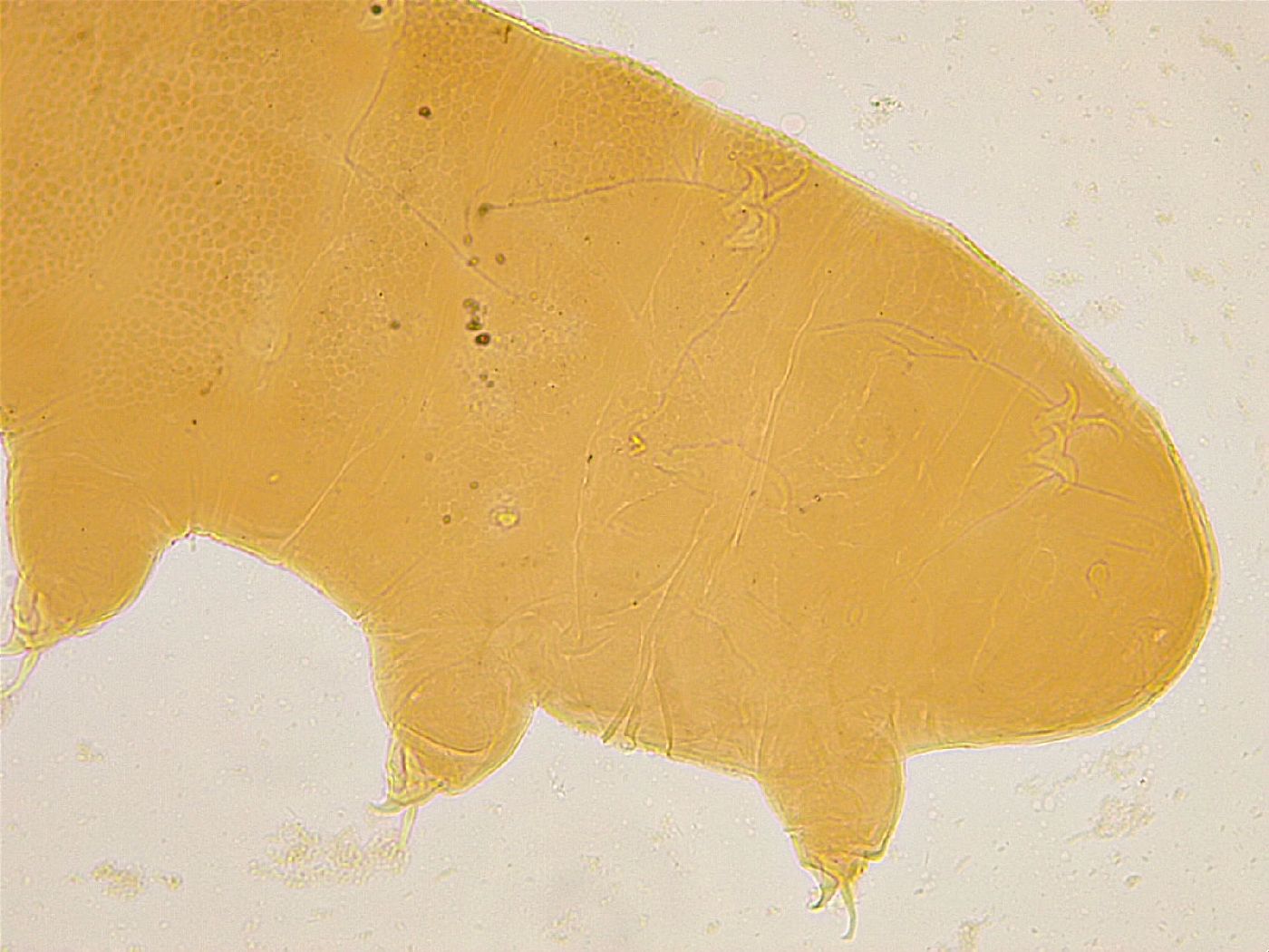 Ramazzottius oberhaeuseri image