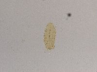 Ramazzottius oberhaeuseri image