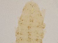 Ramazzottius oberhaeuseri image