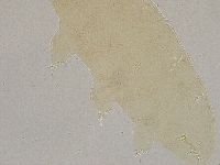 Ramazzottius oberhaeuseri image
