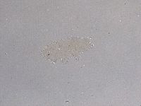Ramazzottius oberhaeuseri image