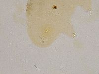 Ramazzottius oberhaeuseri image