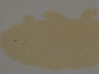 Ramazzottius oberhaeuseri image