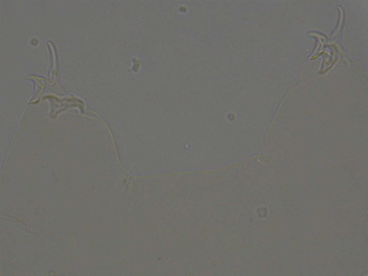 Ramazzottius oberhaeuseri image