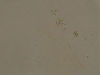Ramazzottius oberhaeuseri image