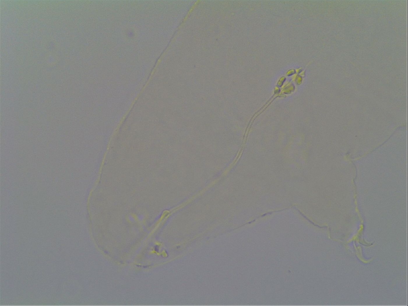 Pilatobius oculatus image