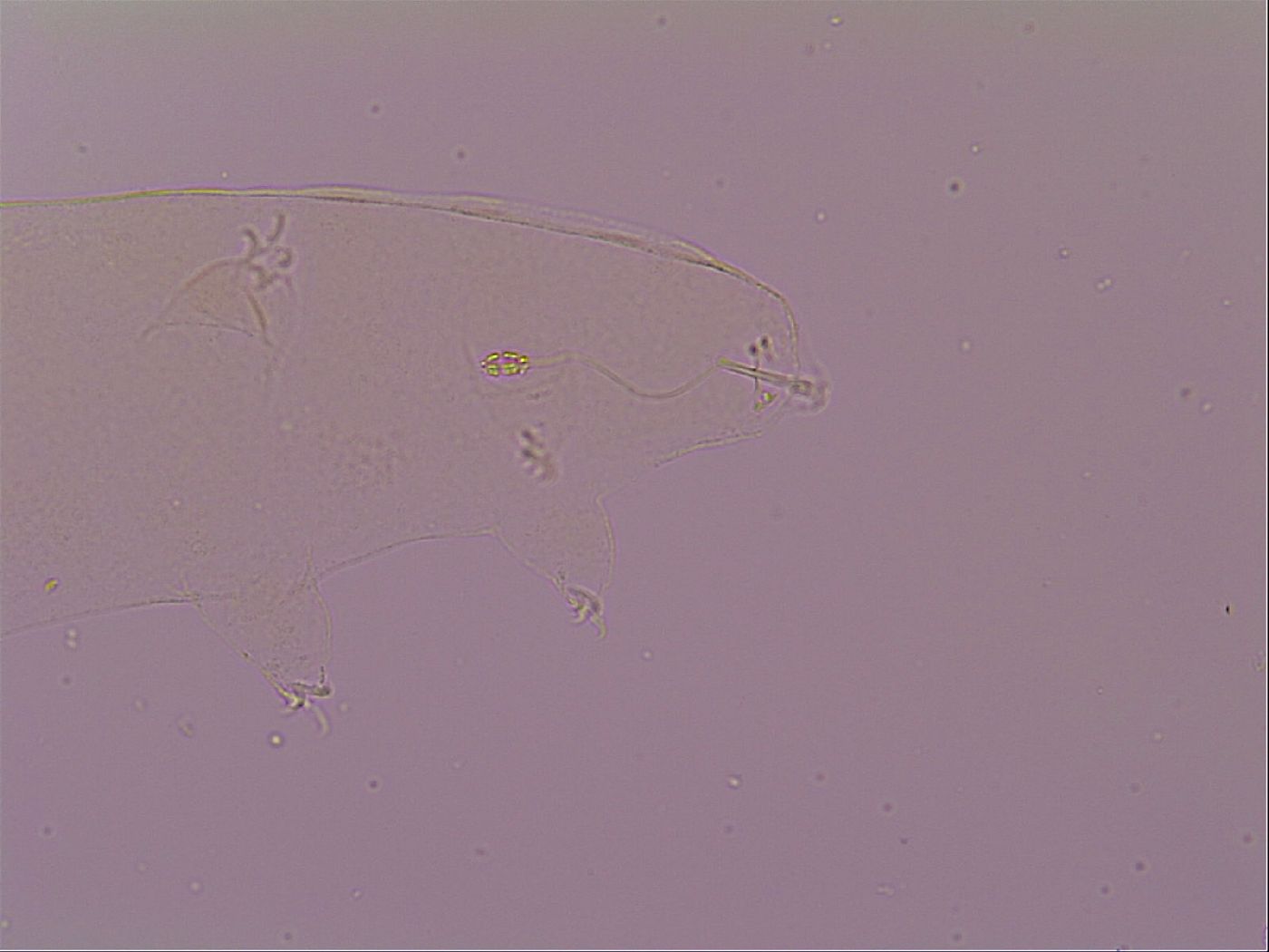 Pilatobius oculatus image