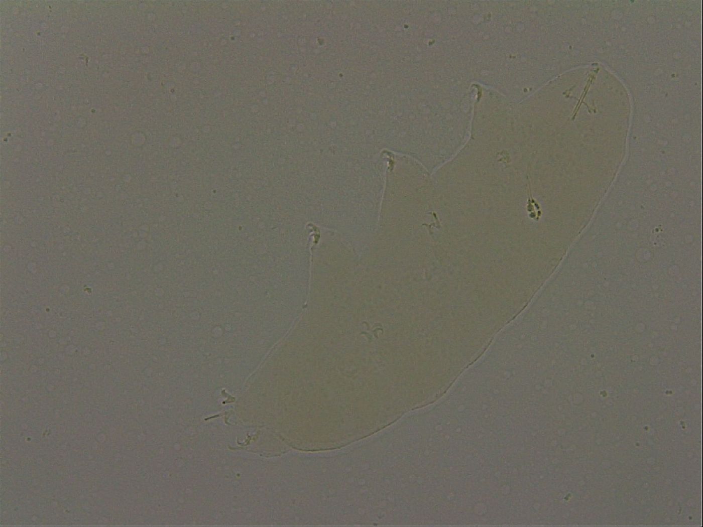 Pilatobius oculatus image