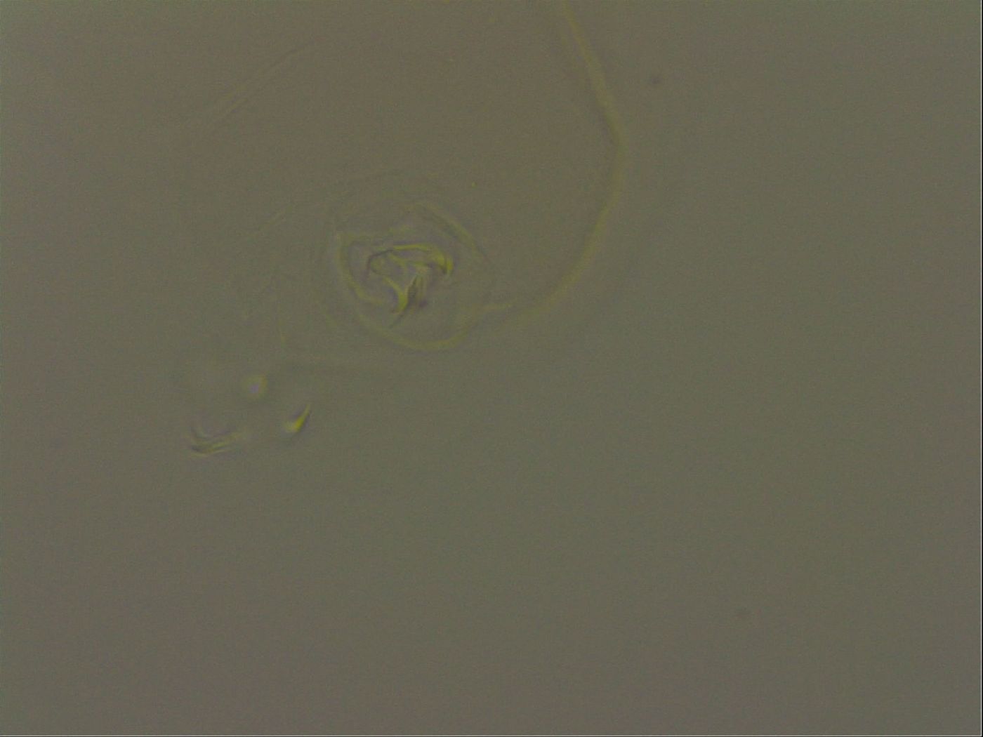 Pilatobius image