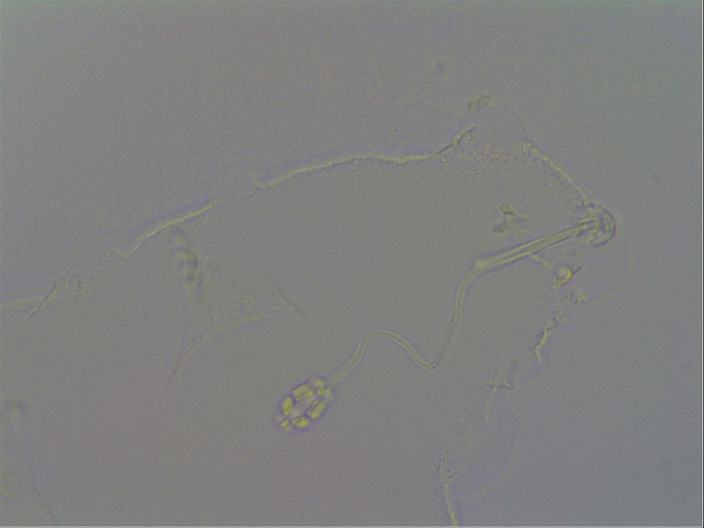 Pilatobius oculatus image