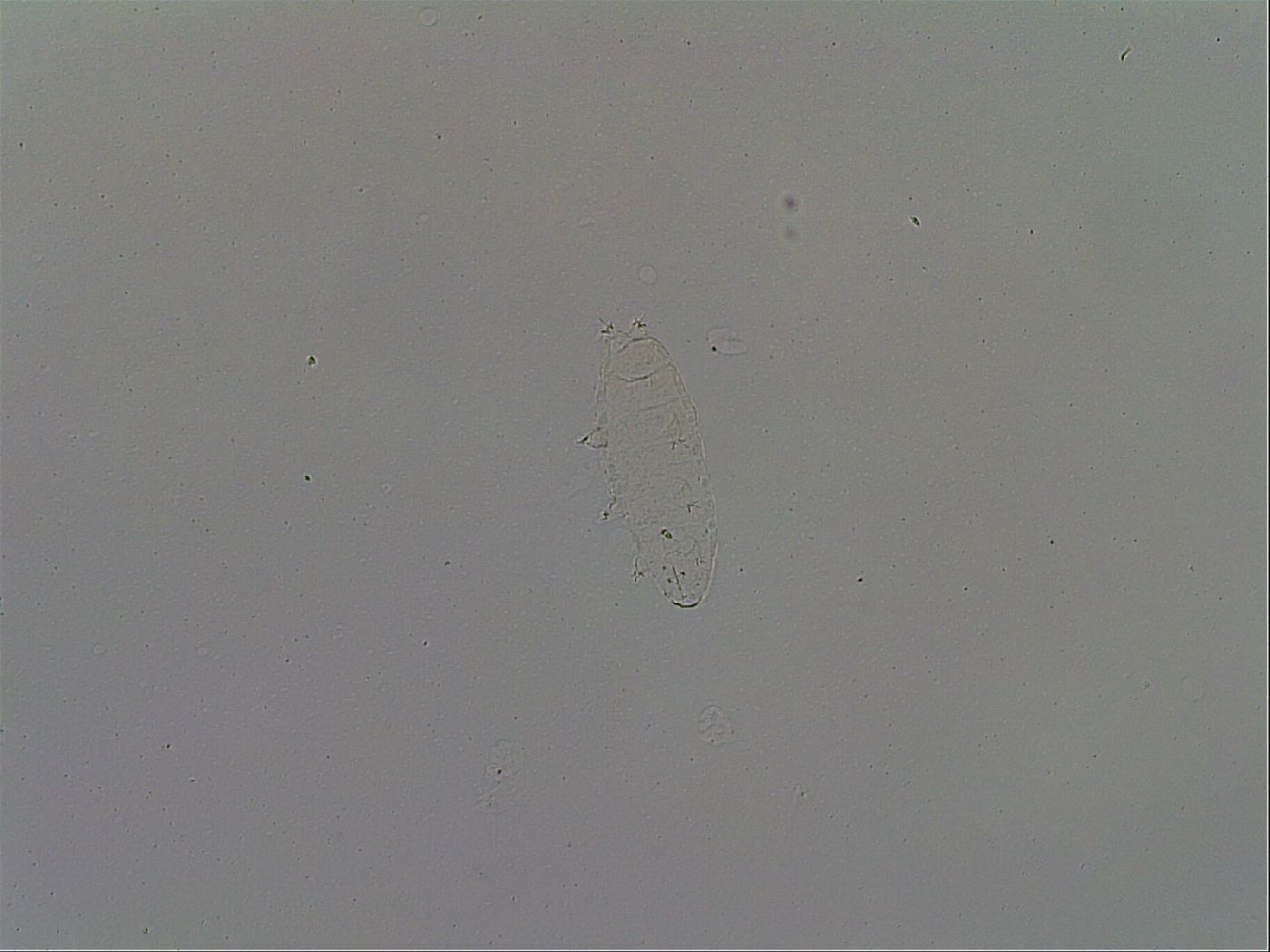 Pilatobius oculatus image