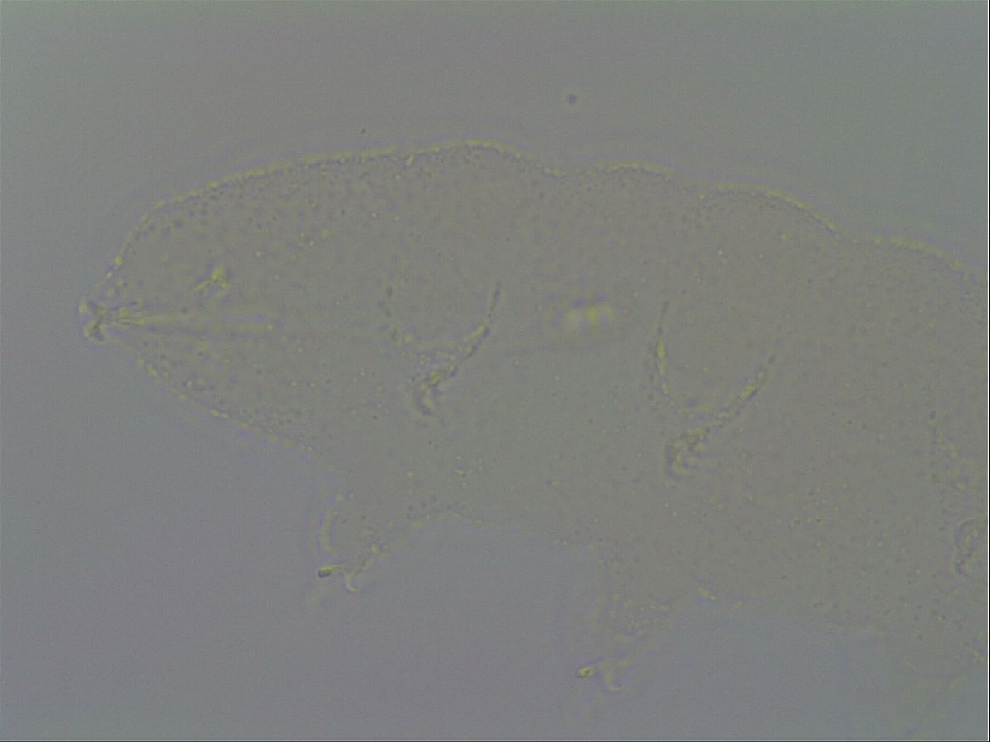 Pilatobius image