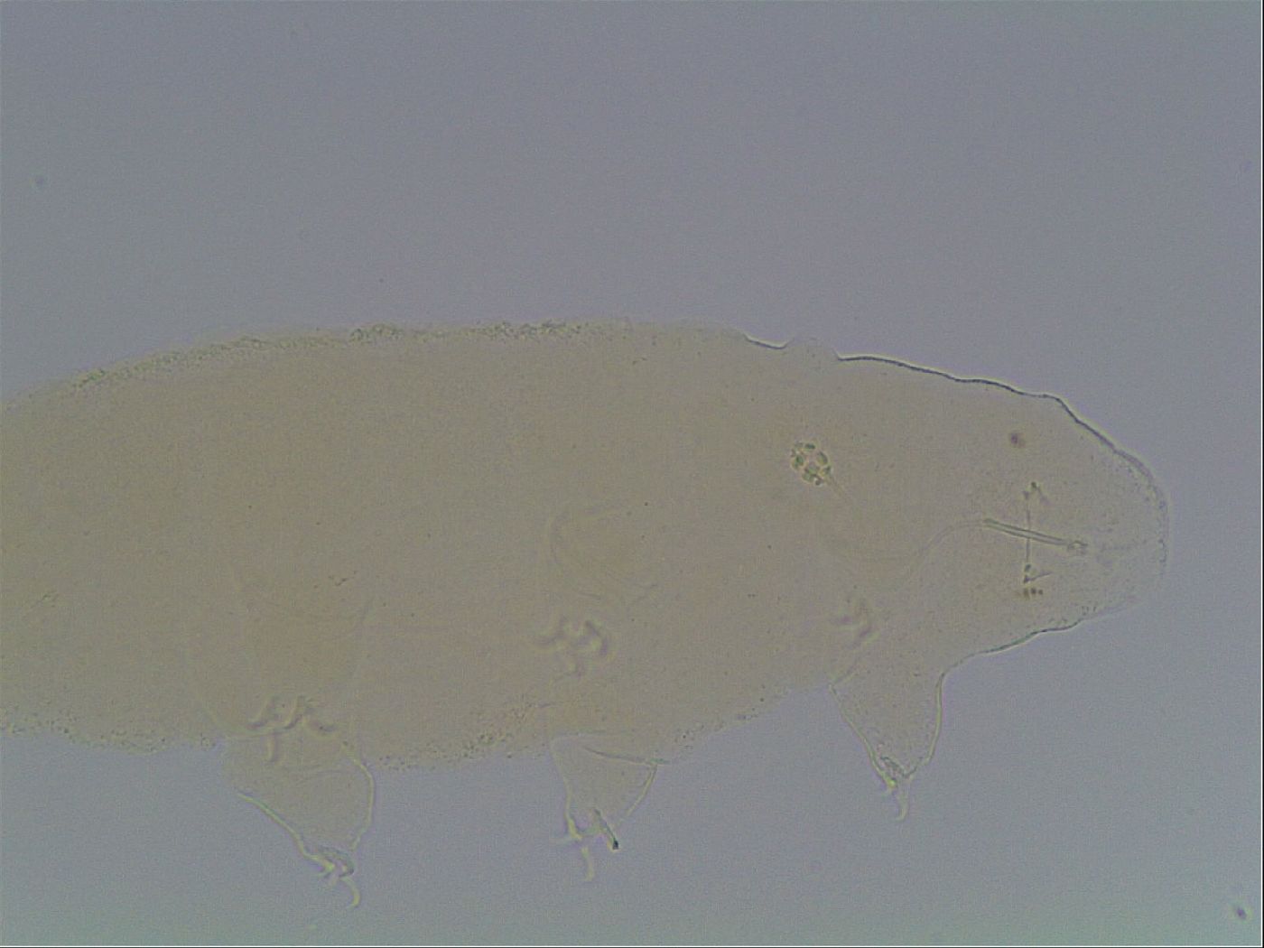 Pilatobius oculatus image