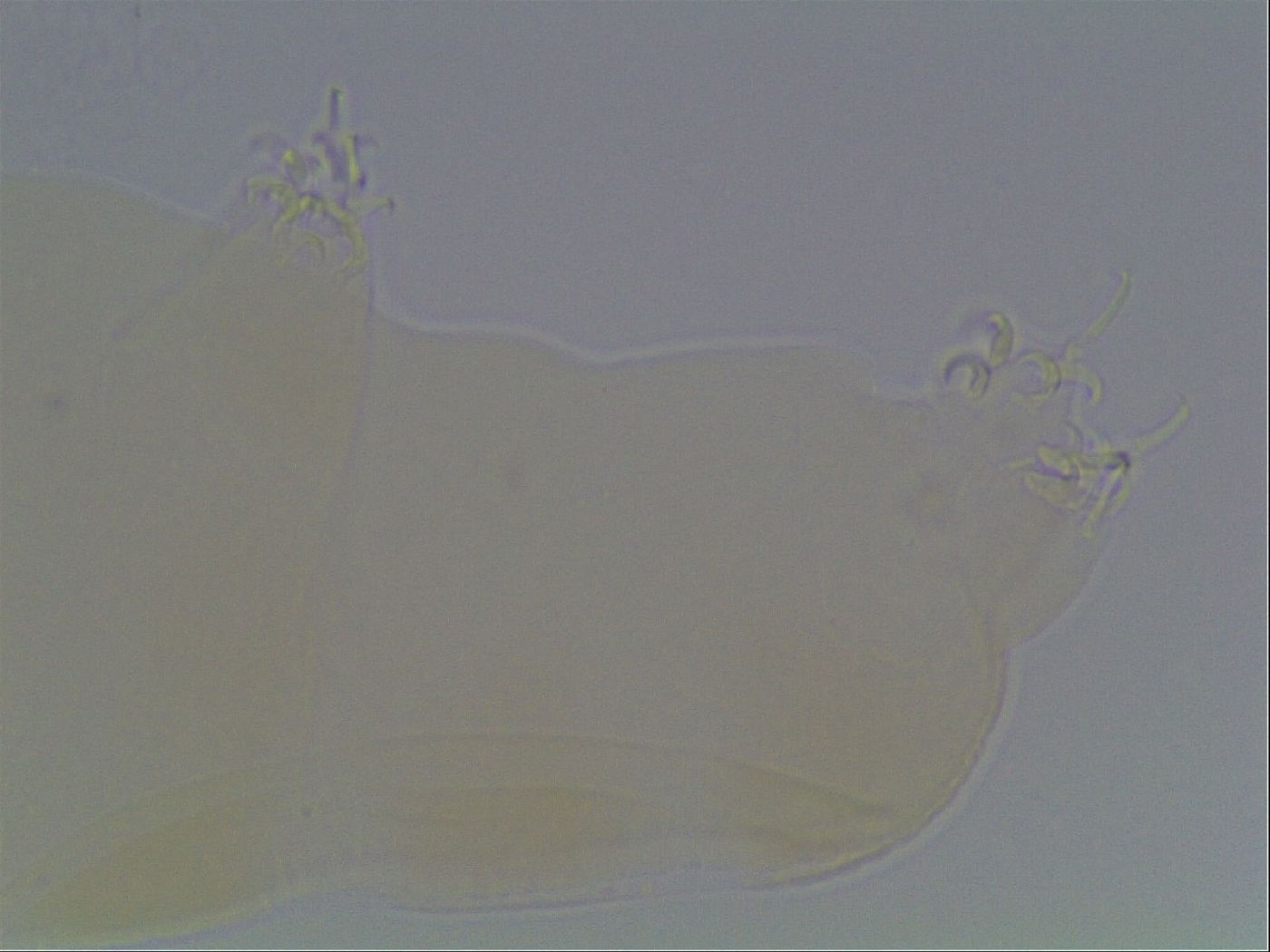 Pilatobius oculatus image