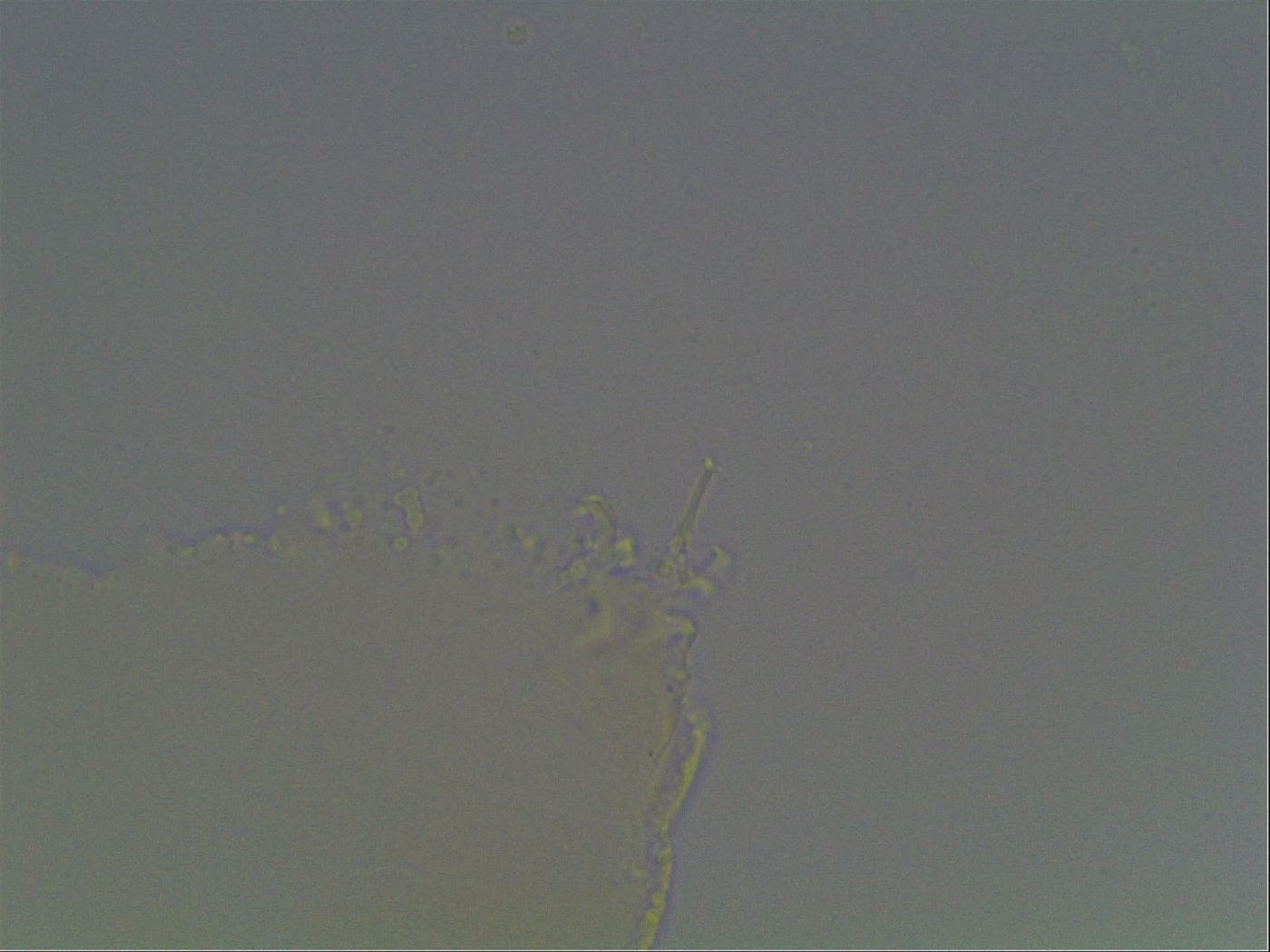 Pilatobiinae image