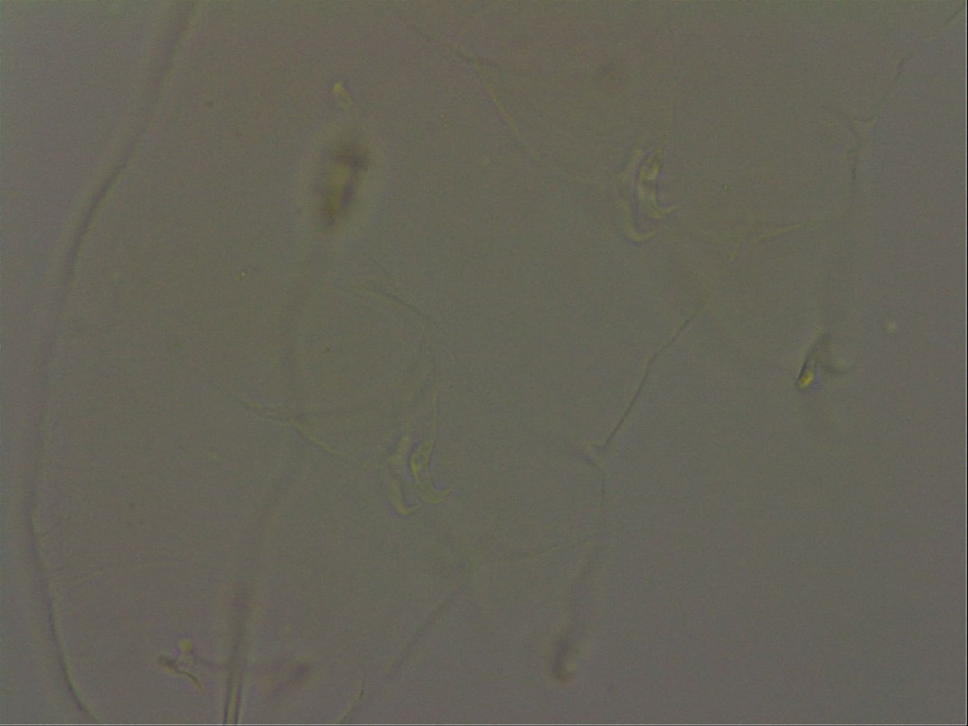 Pilatobius image