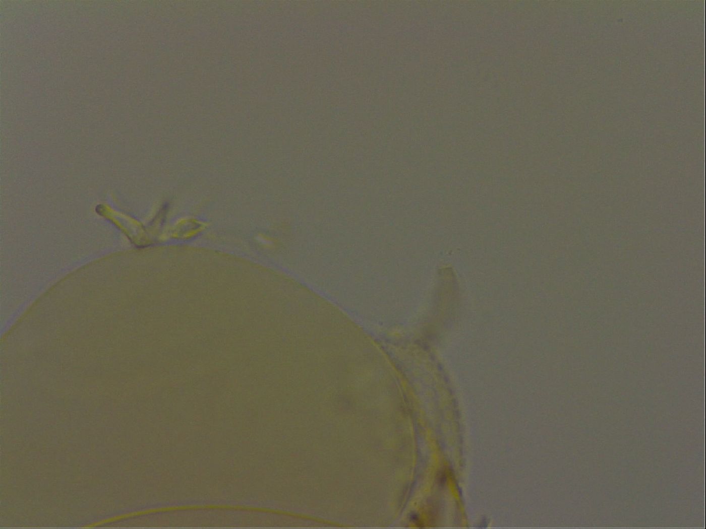 Pilatobius iltisi image