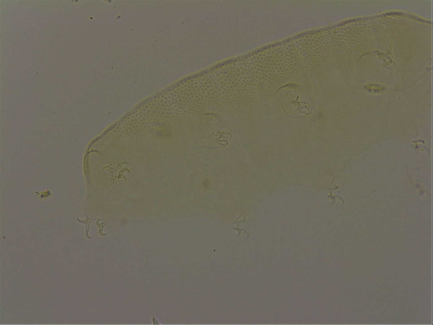 Pilatobius iltisi image