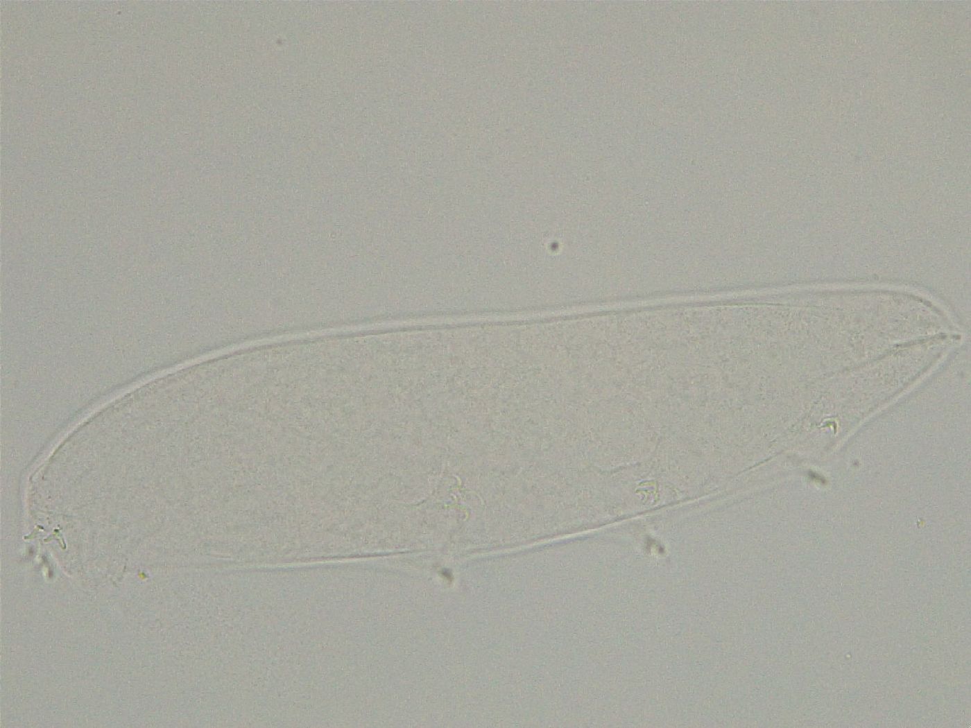 Platicrista itaquasconoide image