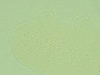 Pilatobius iltisi image