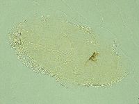 Pilatobius iltisi image