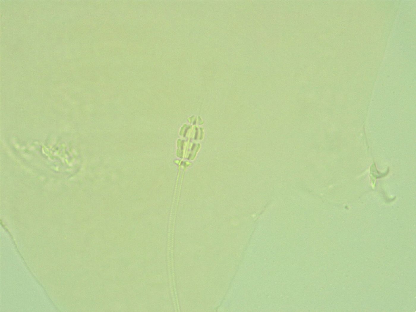 Pilatobius iltisi image