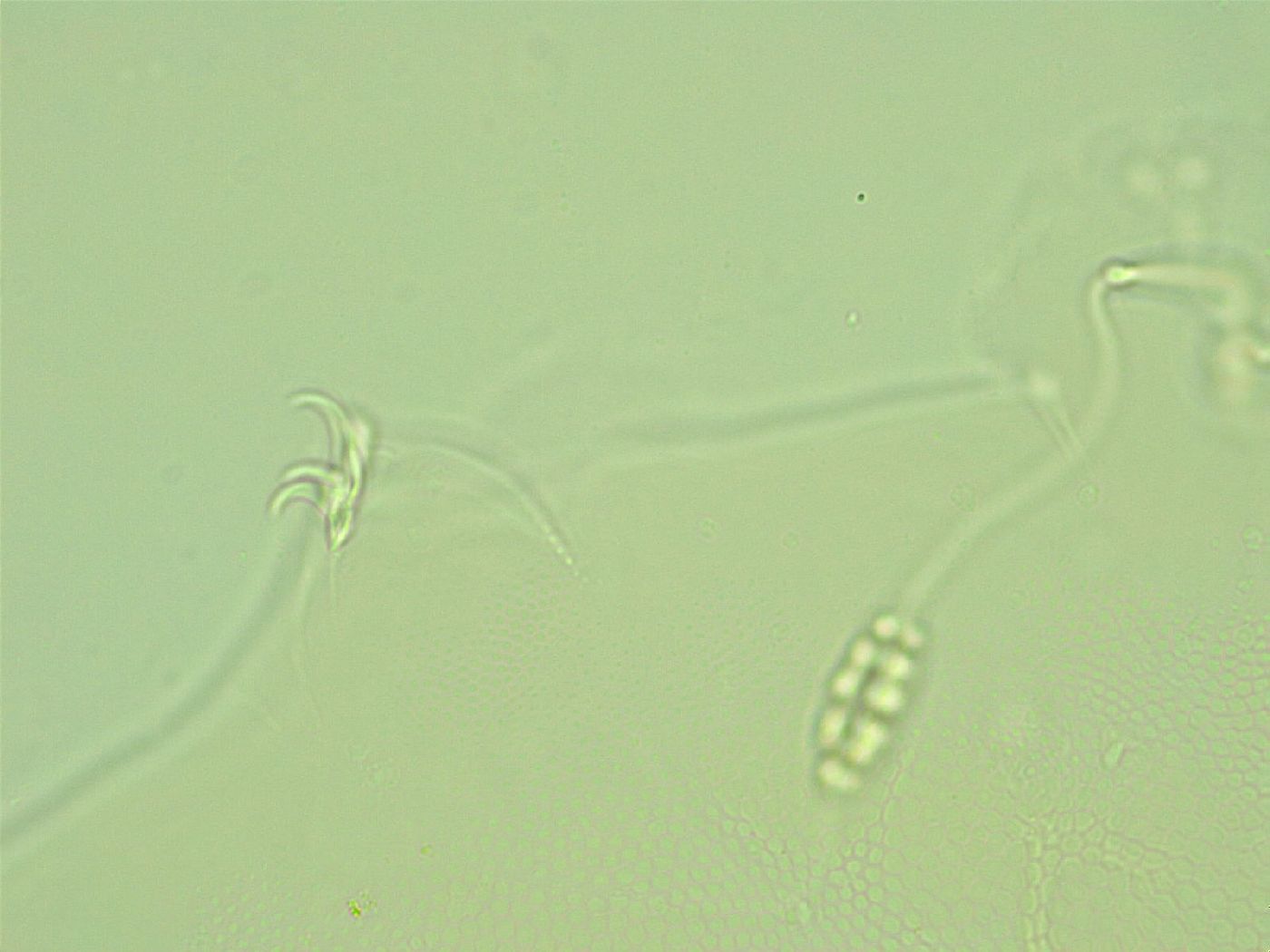 Pilatobius iltisi image