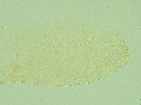 Pilatobius iltisi image