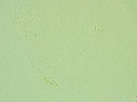 Pilatobius iltisi image