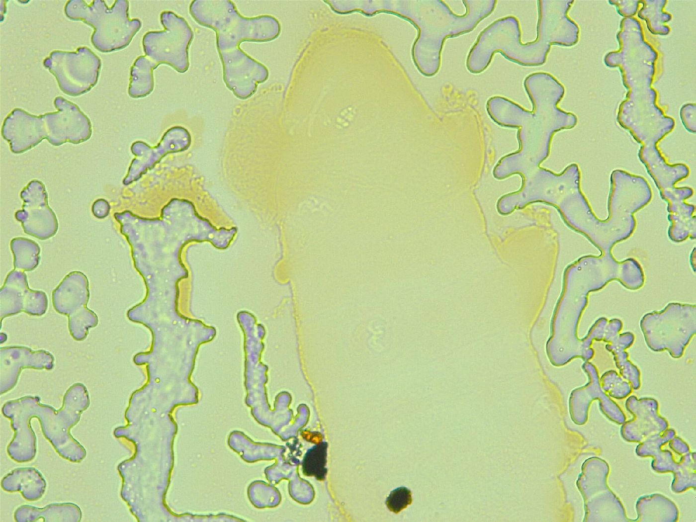 Isohypsibius nodosus image
