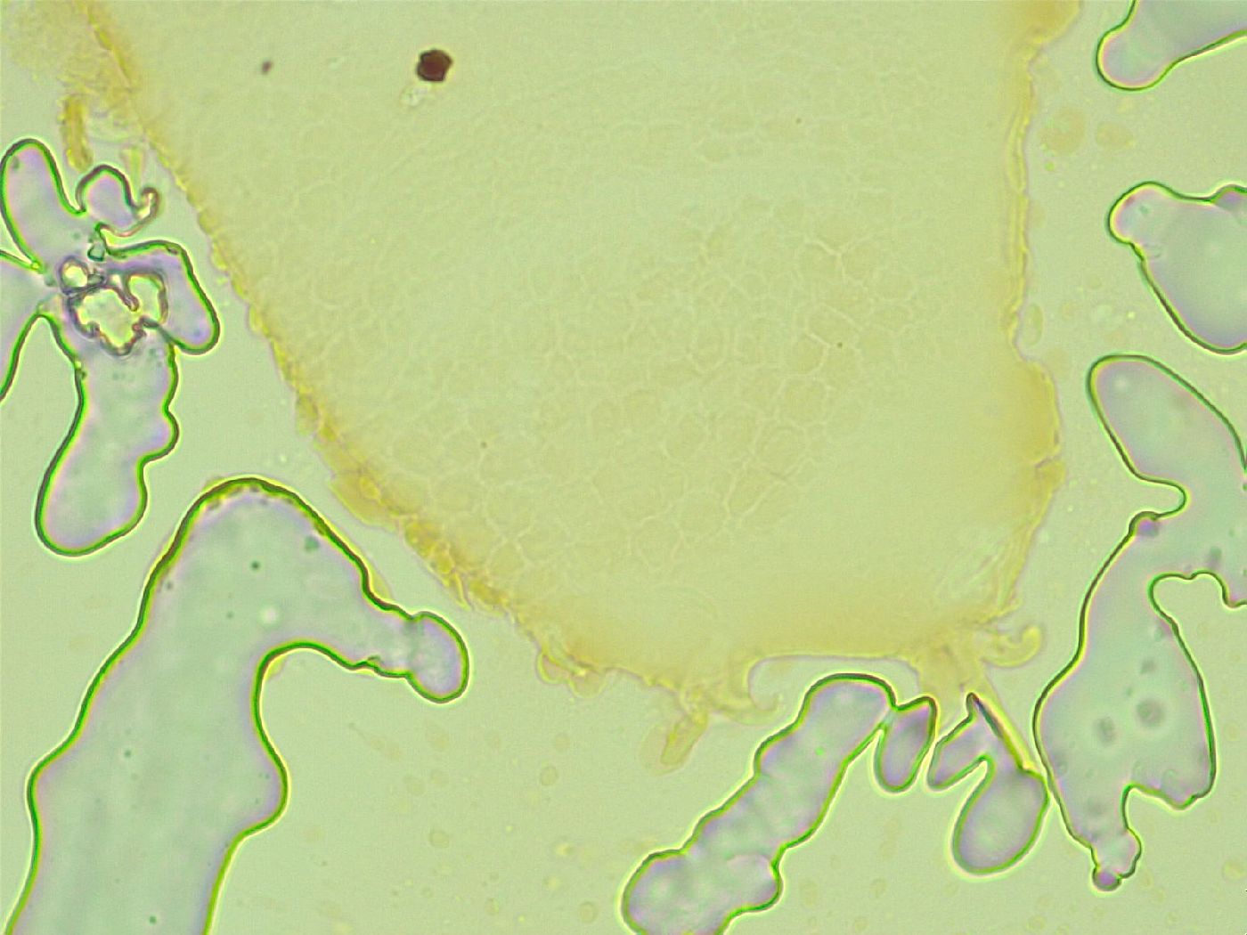 Isohypsibius nodosus image