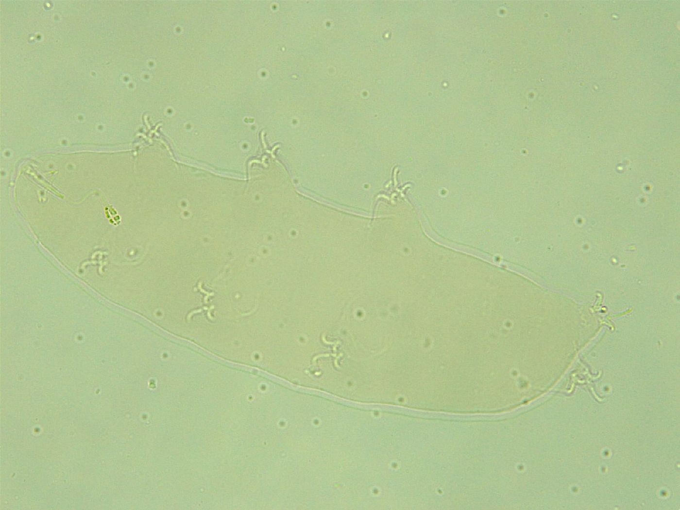 Pilatobius iltisi image