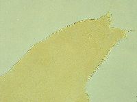 Pilatobius iltisi image