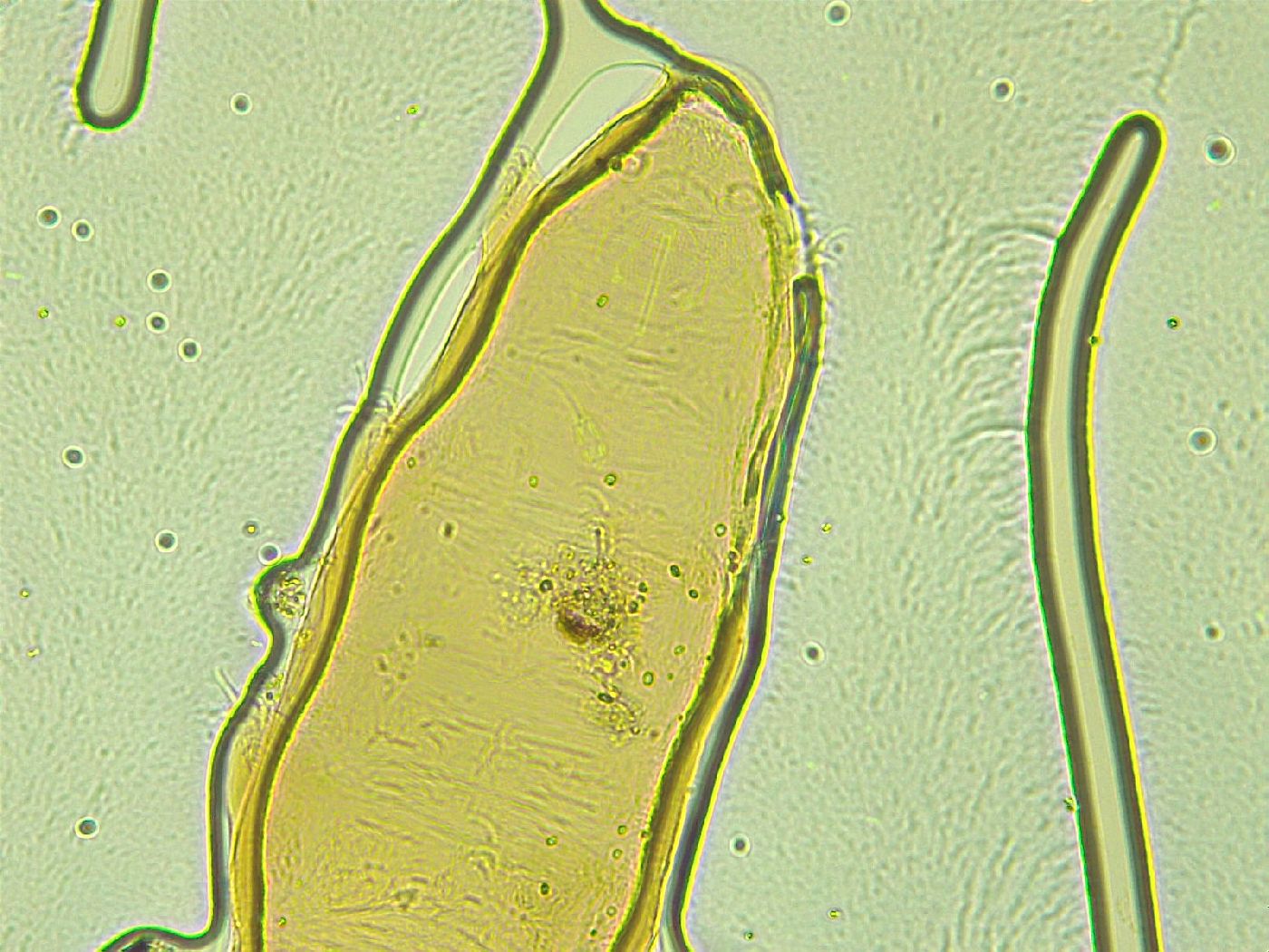 Pilatobius iltisi image
