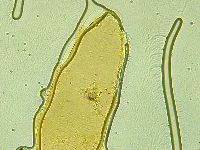 Pilatobius iltisi image