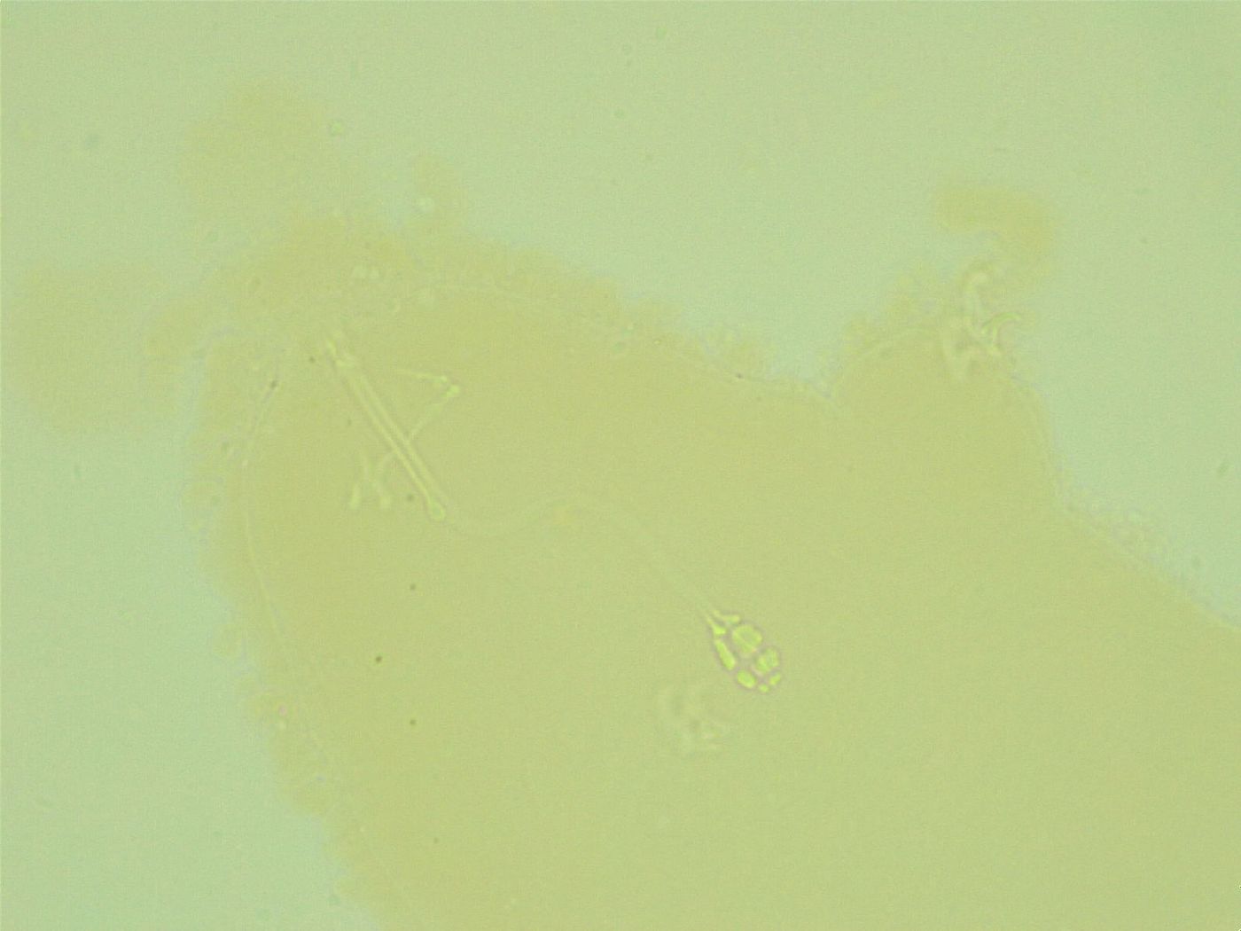 Pilatobius iltisi image