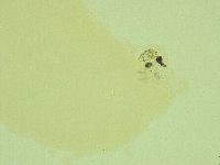 Pilatobius iltisi image