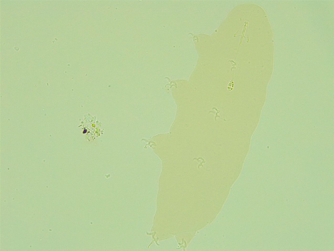 Pilatobius iltisi image