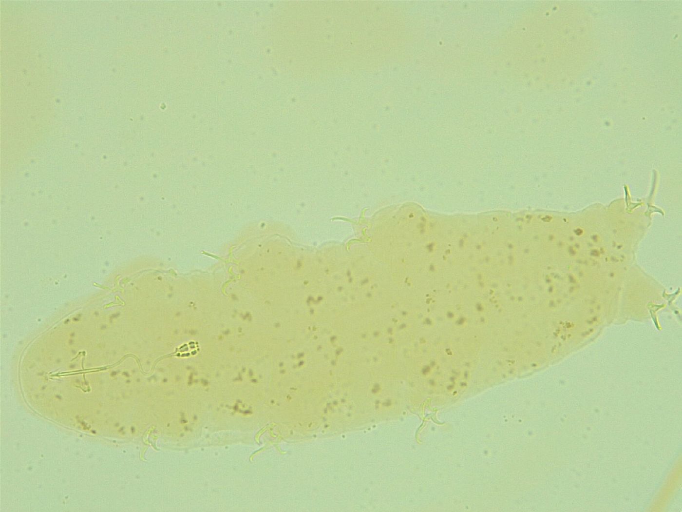 Pilatobius oculatus image