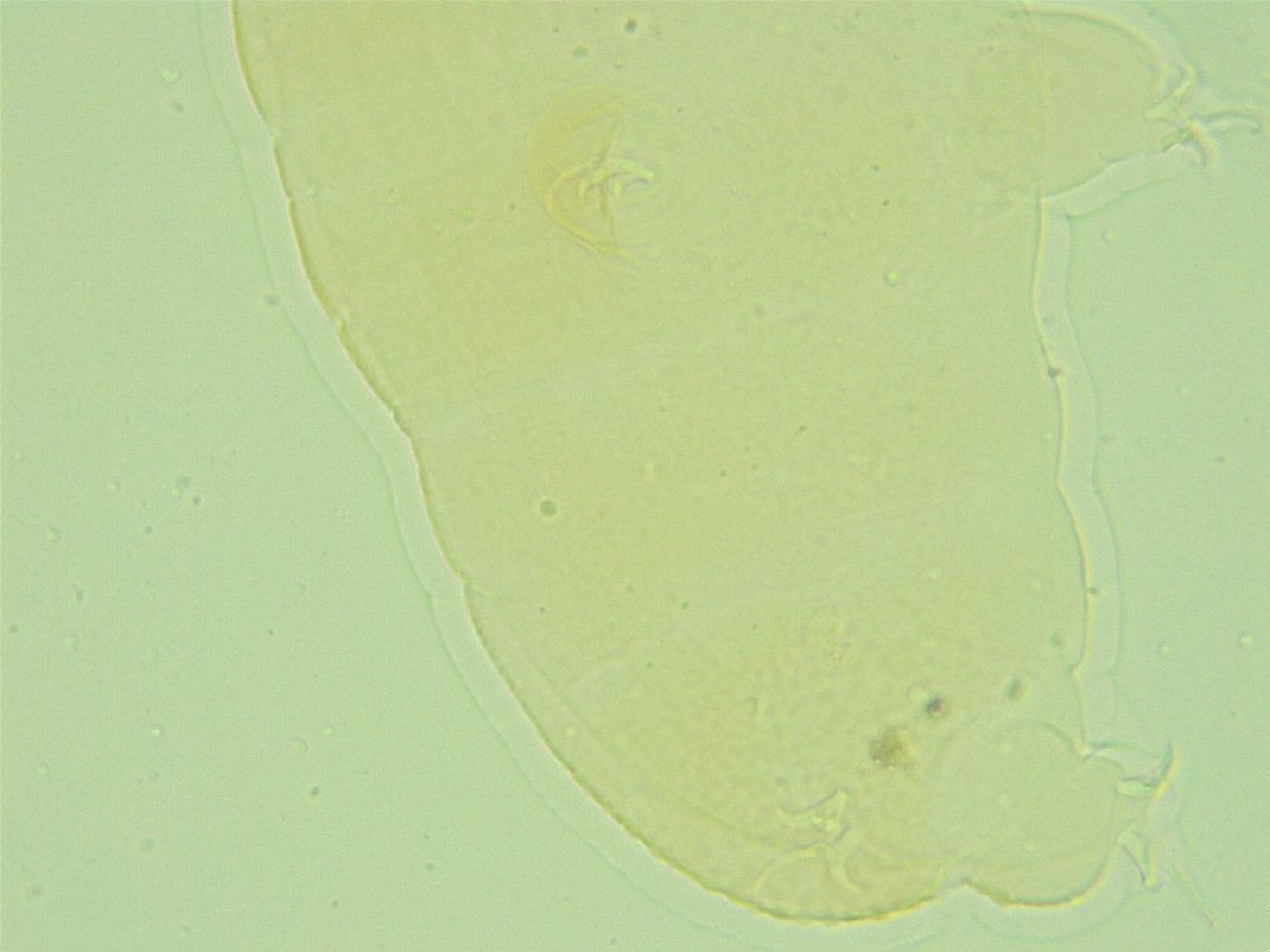 Pilatobius oculatus image