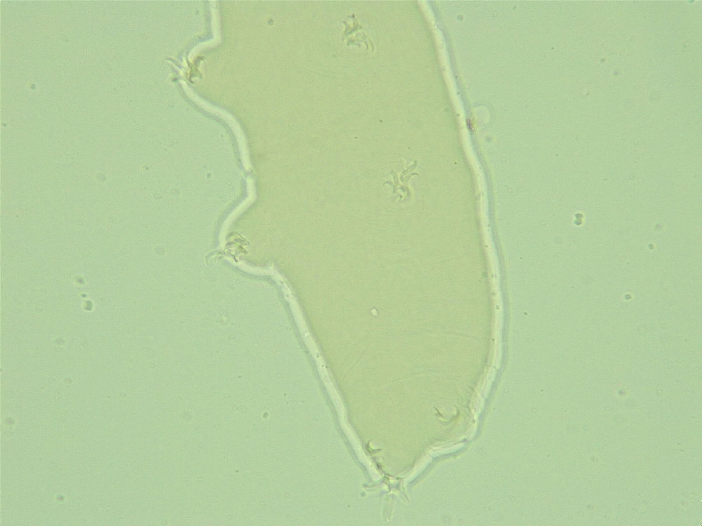 Pilatobius oculatus image