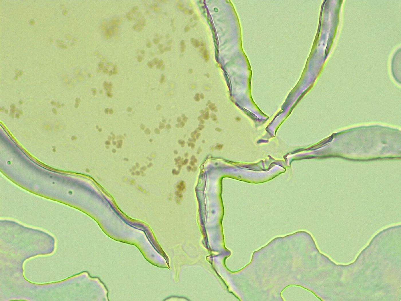 Pilatobiinae image