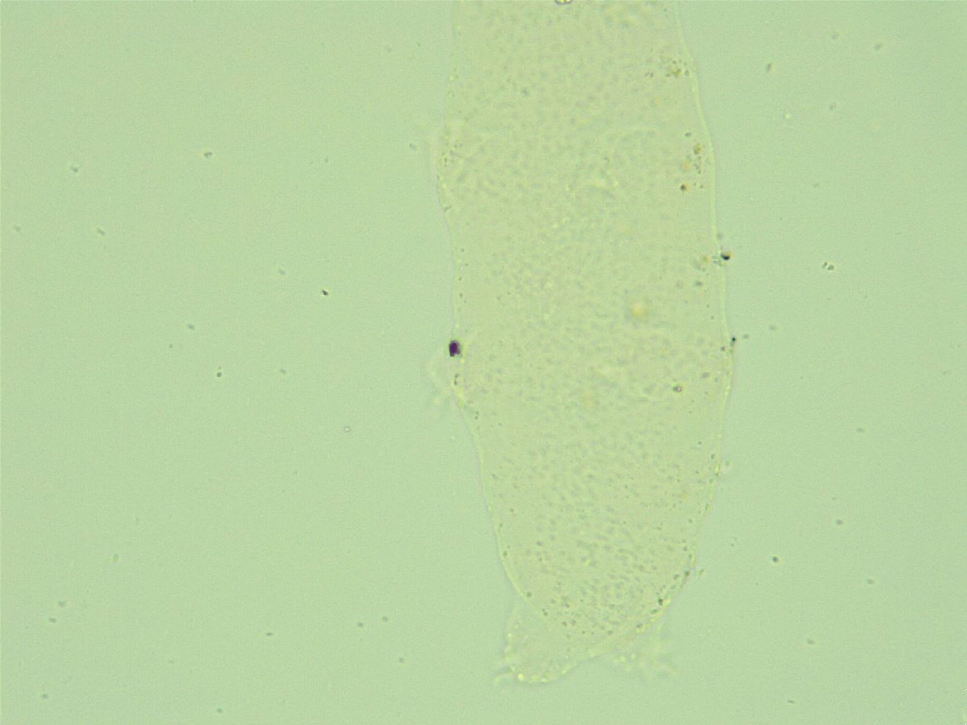 Hebesuncus conjungens image