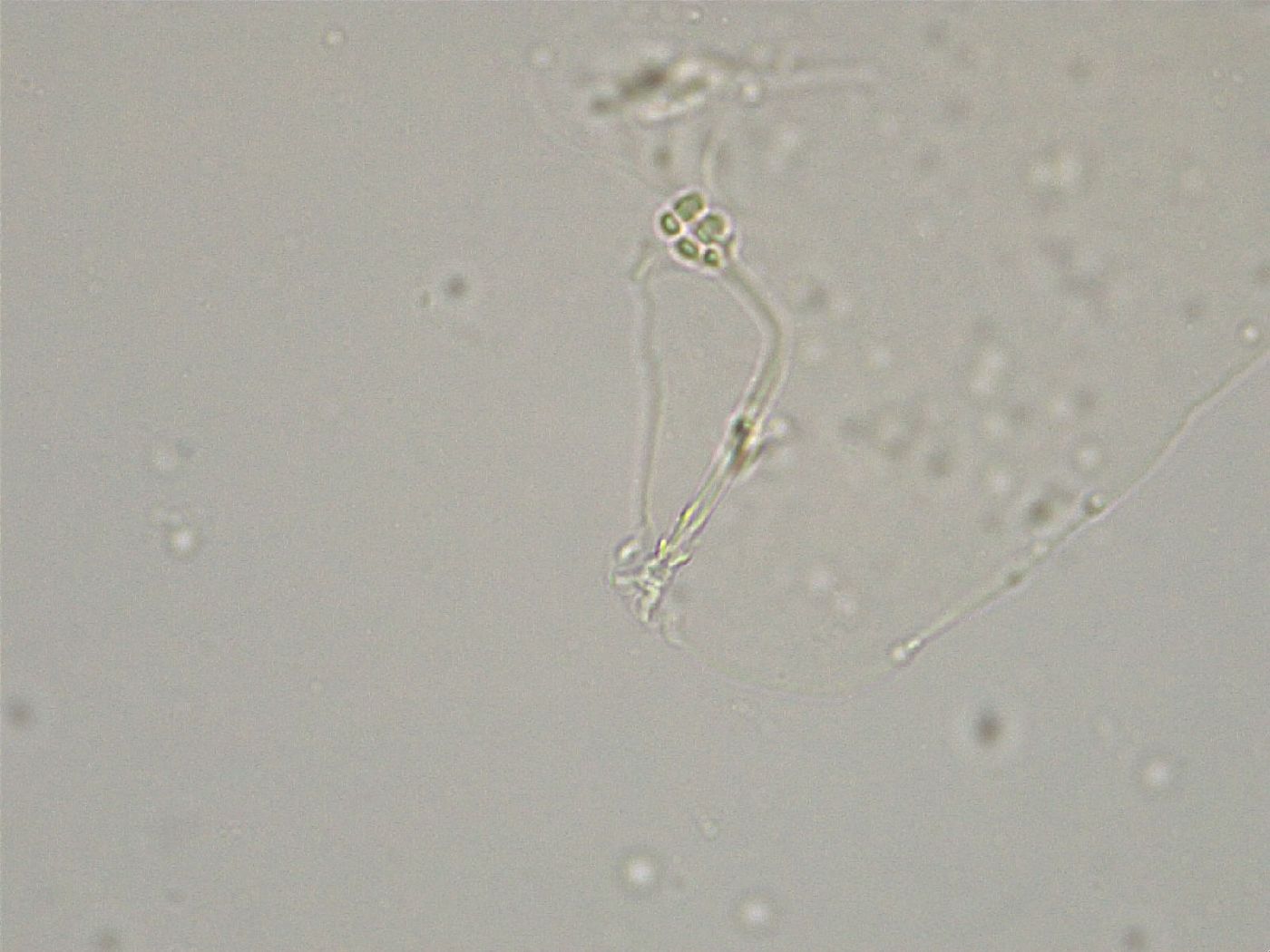 Hebesuncus conjungens image