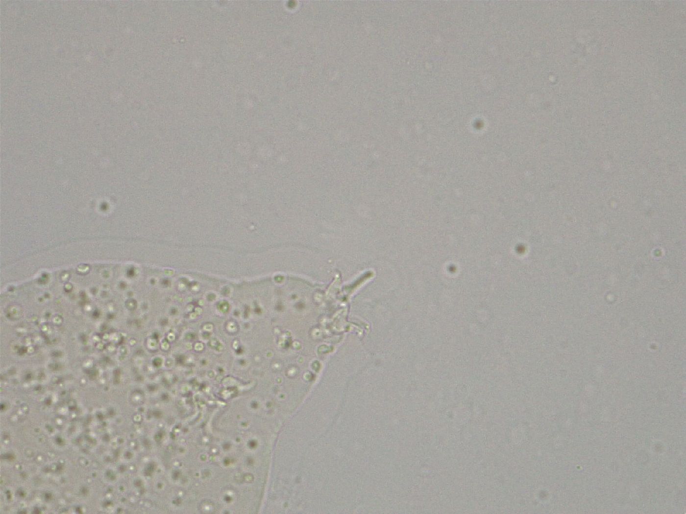 Hebesuncus image