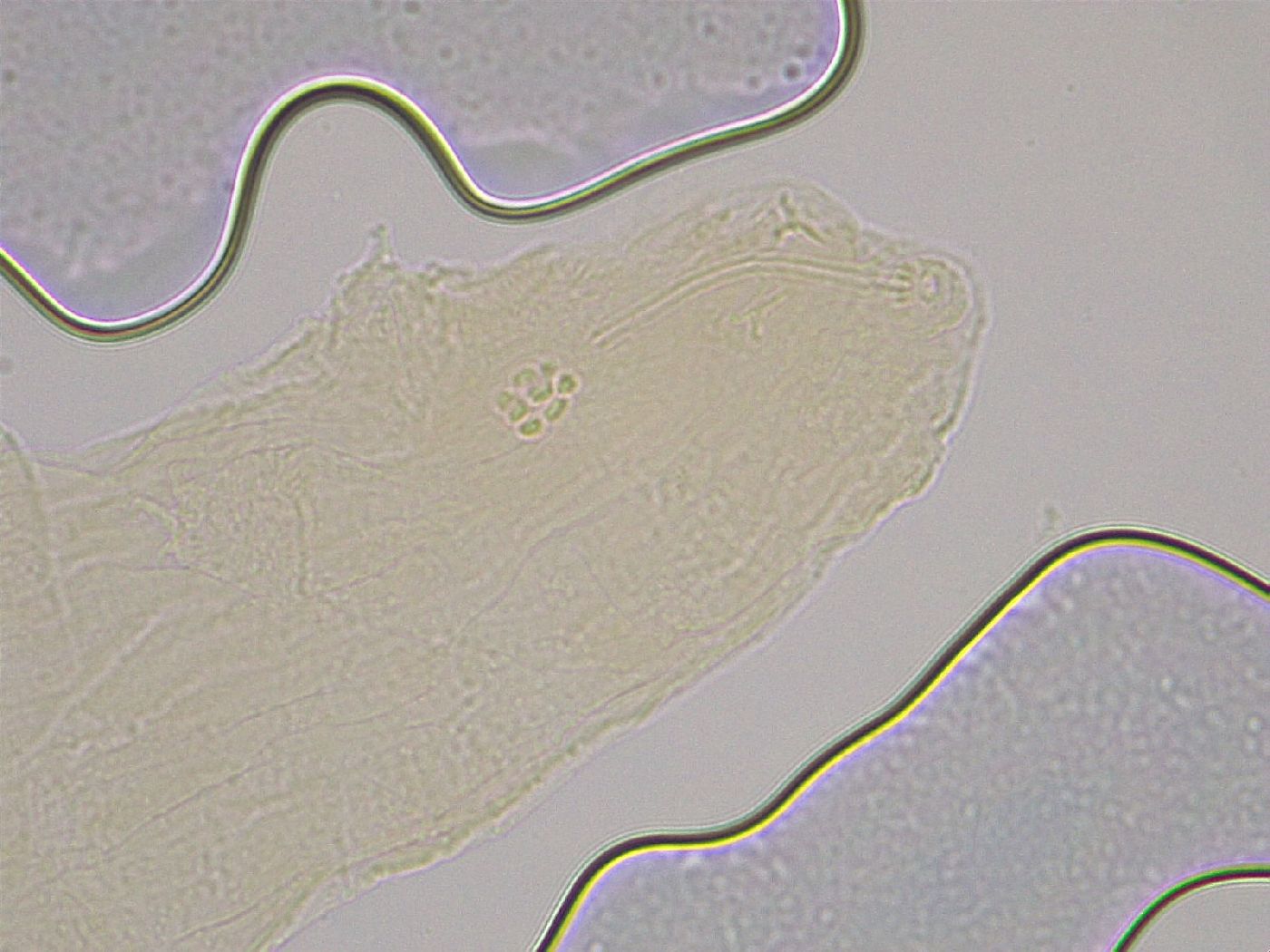 Hebesuncus conjungens image