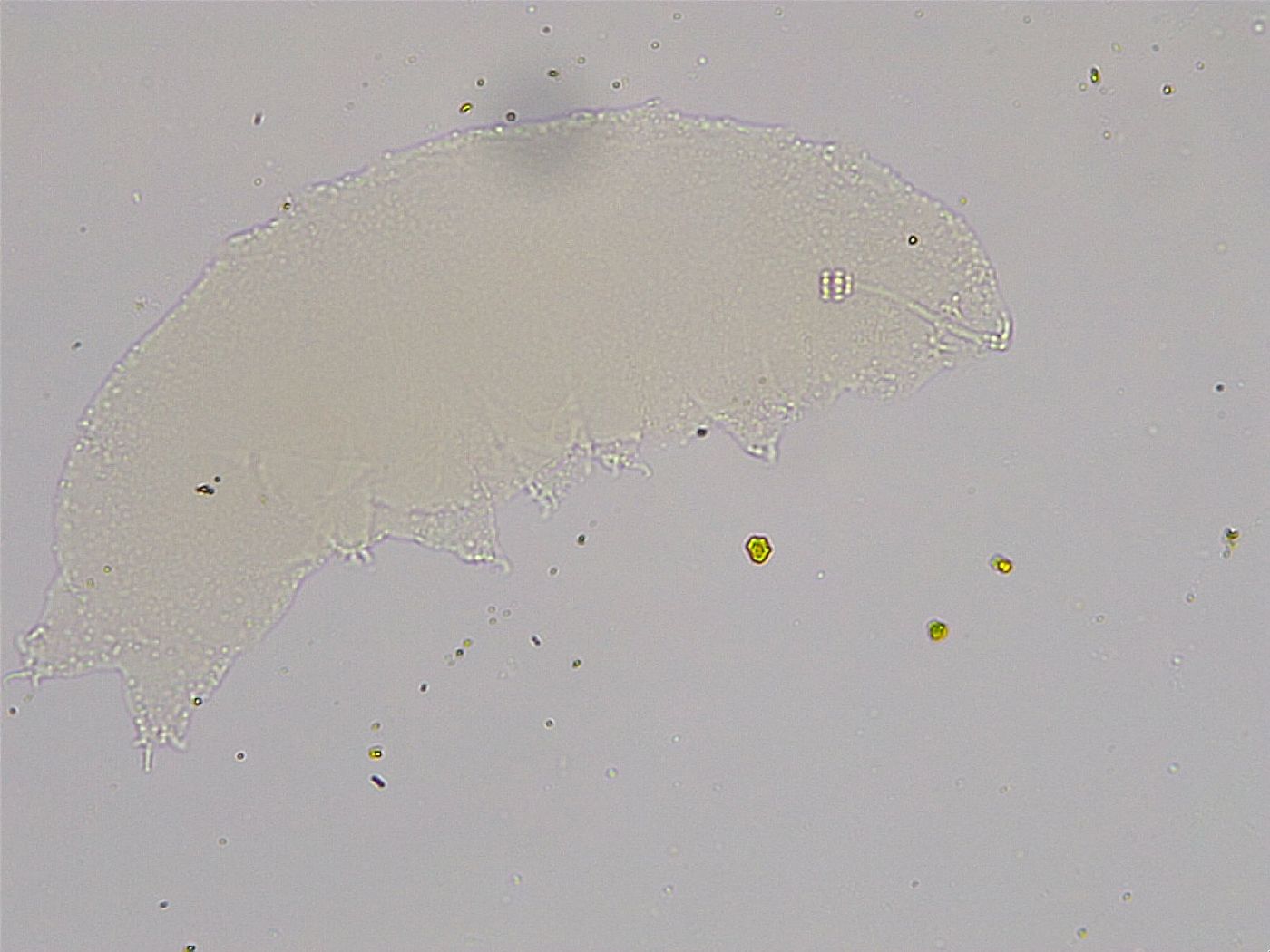 Hebesuncus conjungens image